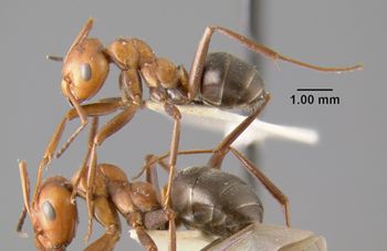 Media type: image;   Entomology 19764 Aspect: habitus lateral view